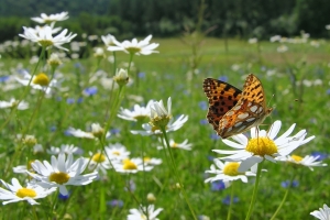 Fotolia_10201983_S _ butterfly-photos.org - Fotolia.com