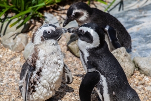 african-penguin-4337101_TheOtherKev_pixabay