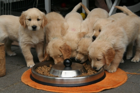 Augen auf beim Hundekauf