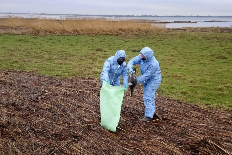 Geflügelpest greift bei Wasservögeln um sich