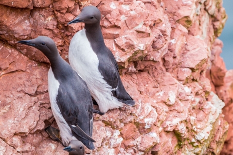 Geflügelpest-Ausbruch auf Helgoland