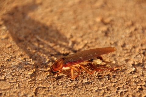 Schaben im Kreis Pinneberg