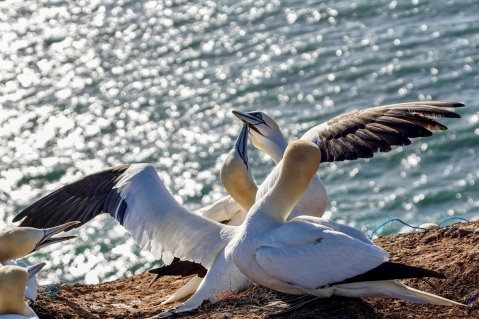 Vogelgrippe auf Helgoland