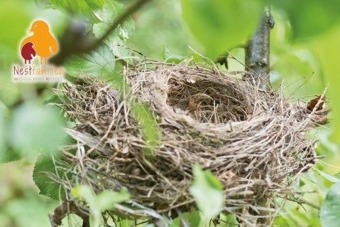 Zuwachs bei den Nestfamilien